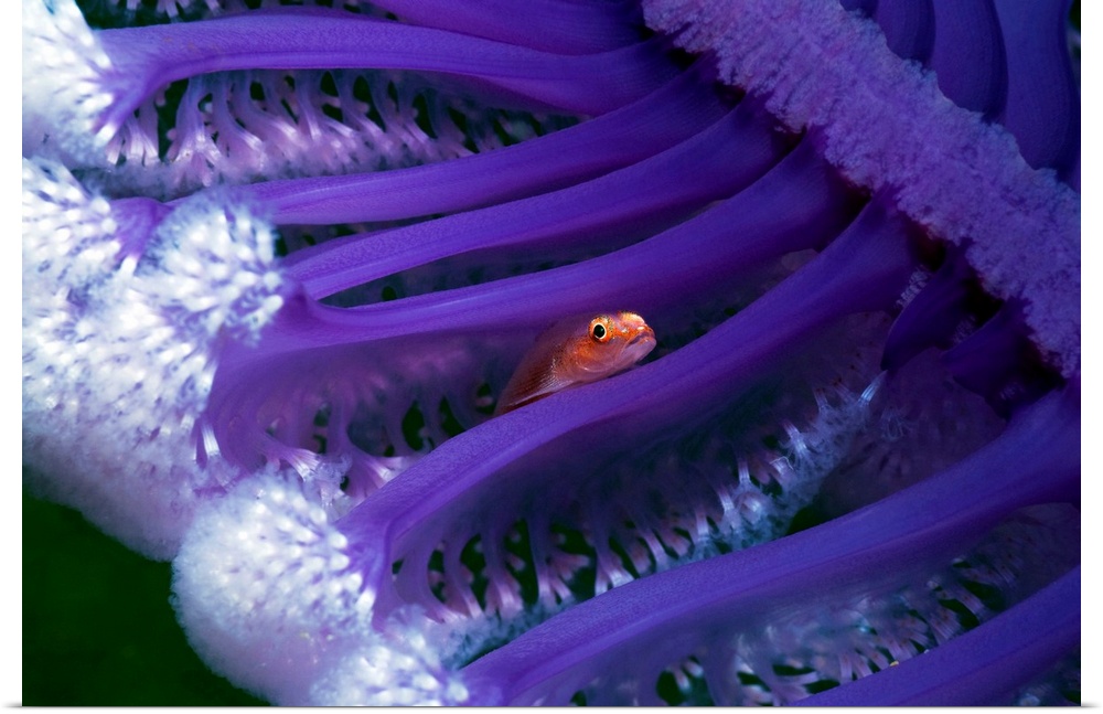 Small fish hiding in a sea pen (Virgularia sp.). Sea pens are colonial organisms related to sea feathers. Photographed off...