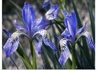 Flag irises (Iris missouriensis)