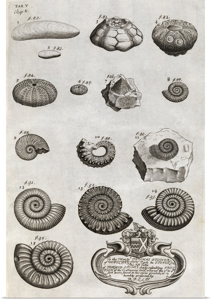 Fossils, 18th century artwork. This page of drawings is from the book The natural history of Oxford-Shire (1705) by the En...