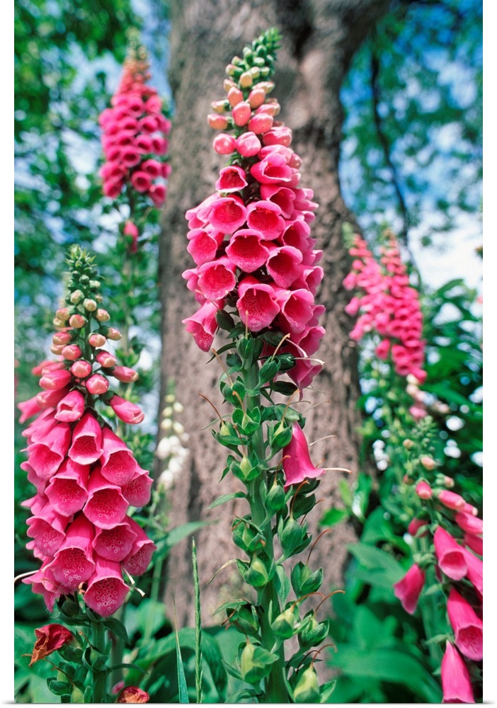 Foxglove flowers (Digitalis purpurea). This plant has long been used in herbal medicine as a tonic. An extract from the pl...