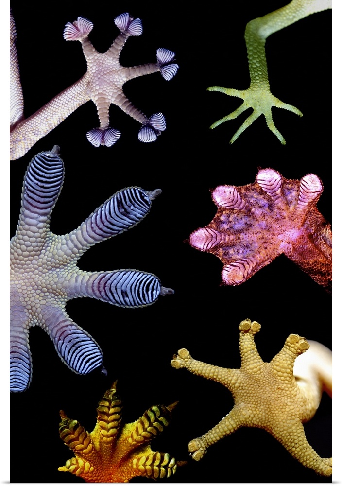 Photomontage of living gecko feet showing a variety of forms. Gecko feet employ very small subdivided filaments to bond wi...