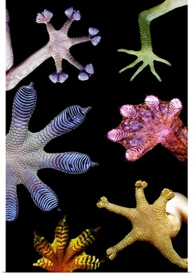 Gecko feet diversity