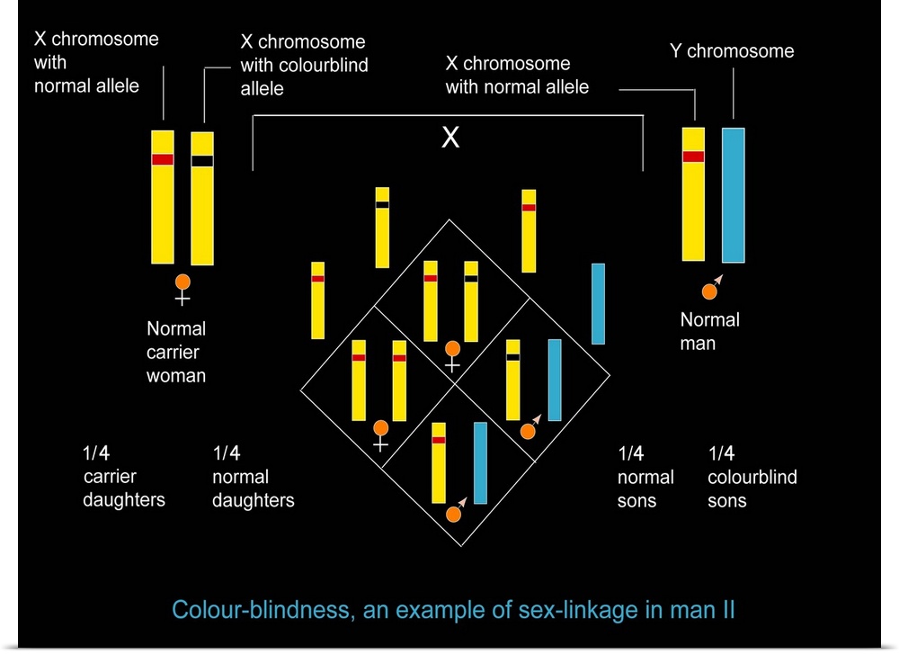Genetics of colour blindness. Diagram showing the inheritance of colour-blindness genes. X-chromosomes (yellow) and Y-chro...