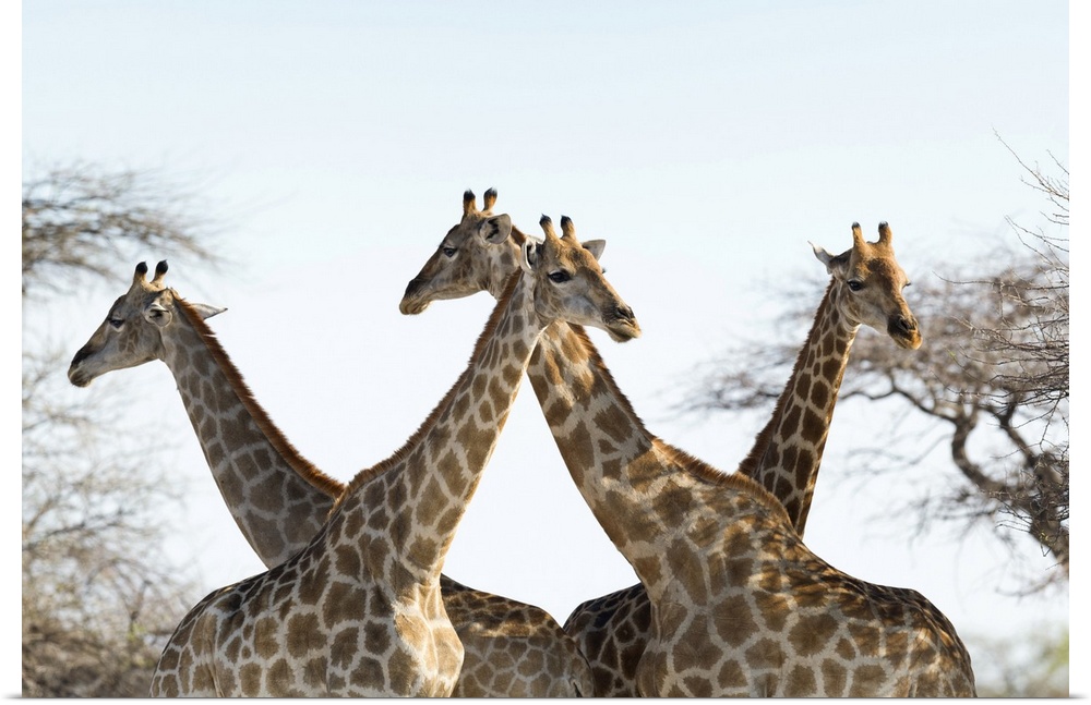 Giraffes (Giraffa camelopardalis). The giraffe is the tallest living land animal. It can grow to a height of 5.5 metres an...