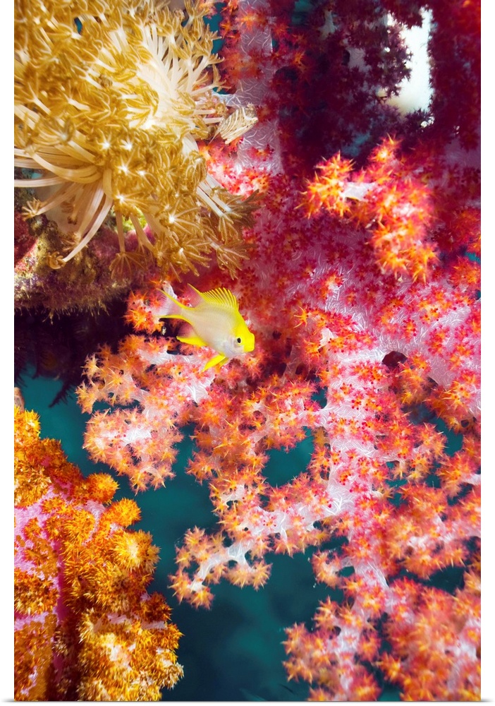Golden damselfish (Amblyglyphidodon aureus) juvenile among soft coral. This species of damselfish inhabits the tropical wa...