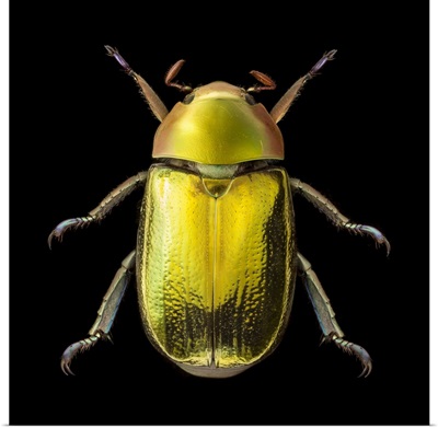 Golden Scarab Beetle