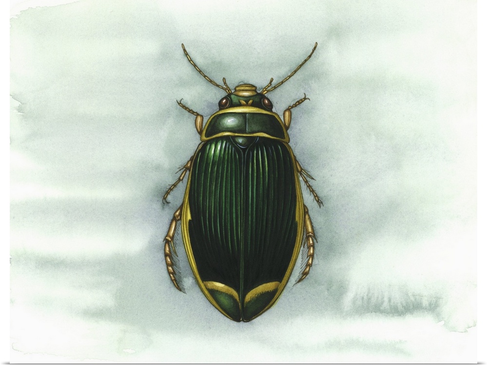 Great diving beetle (Dytiscus marginalis), artwork. This aquatic freshwater beetle is found in Europe and northern Asia. I...
