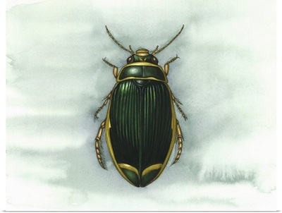 Great diving beetle, artwork