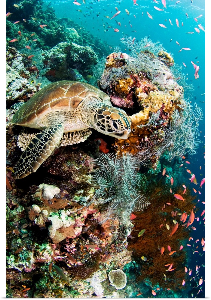 Green turtle(Chelonia mydas) on coral reef. The green turtle is critically under threat of extinction and is a protected s...