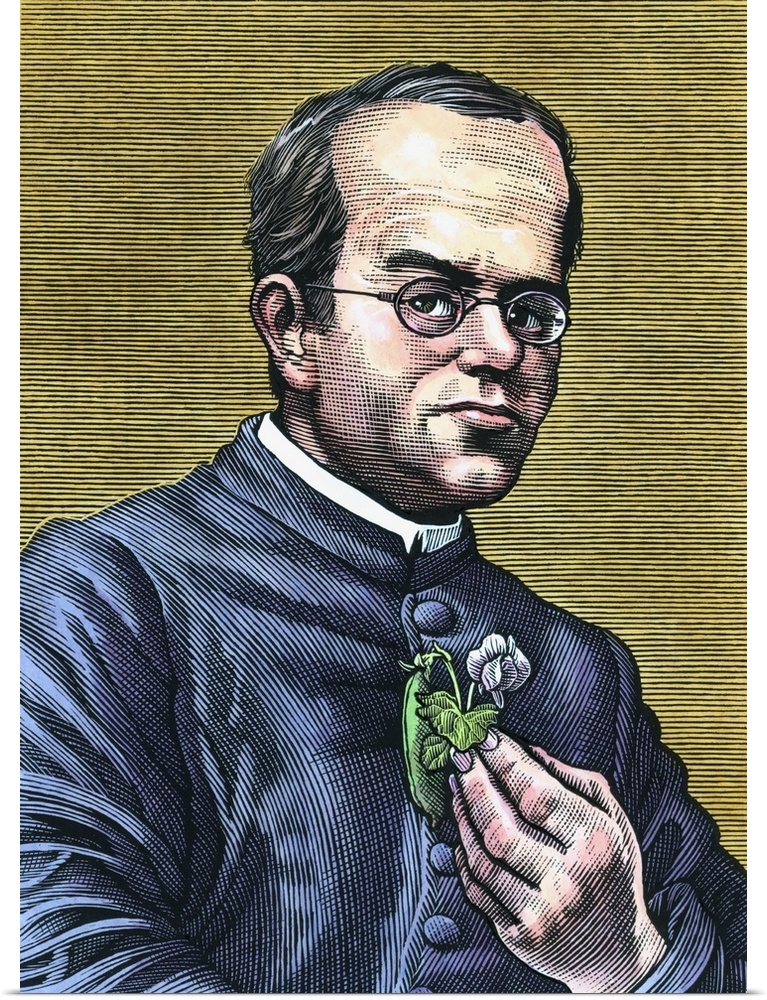 Gregor Johann Mendel (1822-1884), Austrian botanist and founder of genetics. Mendel, the abbot of an abbey in Brno, carrie...