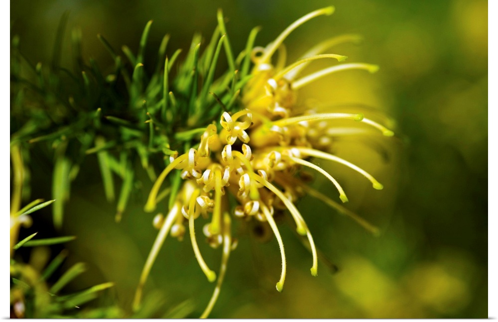 Juniper grevillea flower (Grevillea juniperina sulphurea).