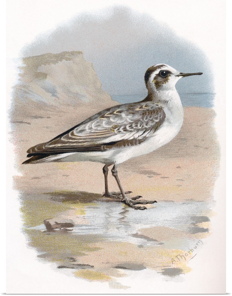 Grey phalarope. Historical artwork of a grey phalarope (Phalaropus fulicarius). This migratory wading bird breeds in coast...