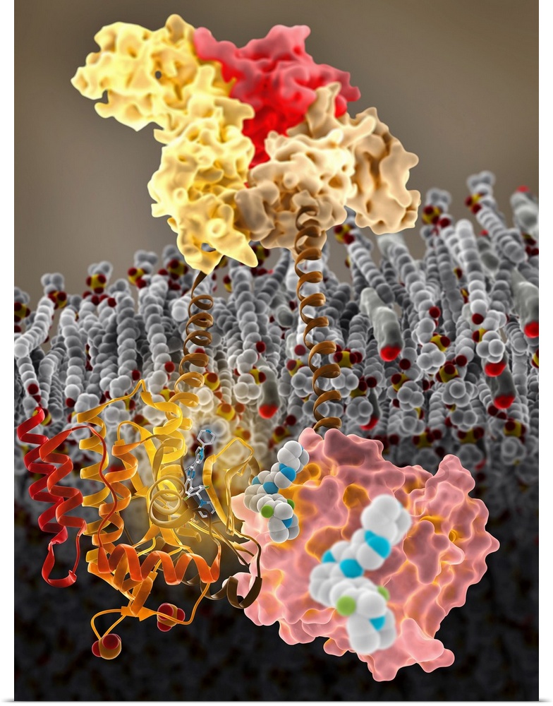 Growth hormone receptor. Molecular model of a growth hormone receptor (orange and beige) bound to a growth hormone molecul...