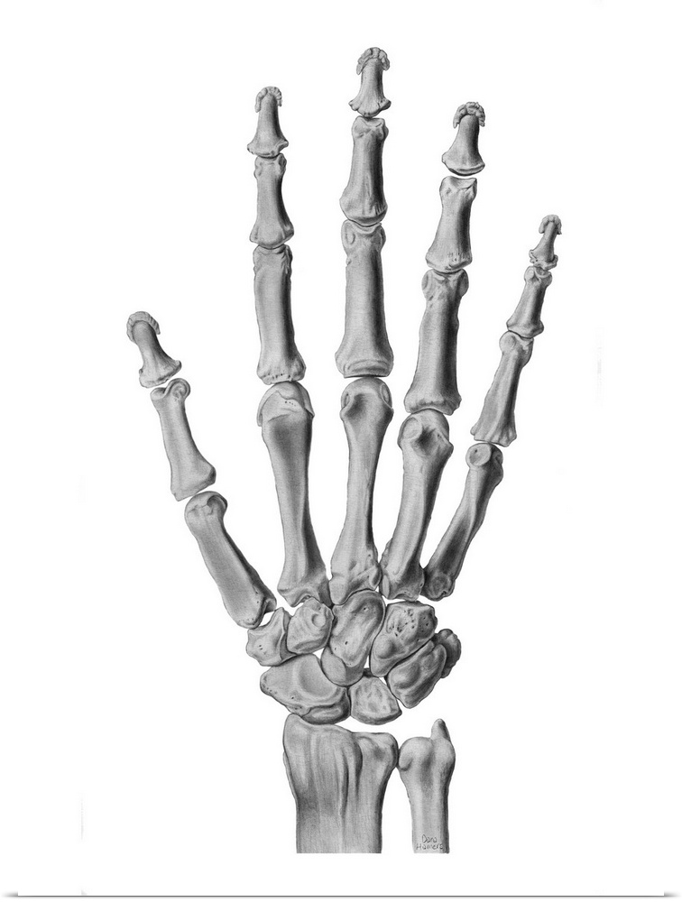 Hand anatomy. Artwork of a healthy hand and wrist joint. There are eight wrist (carpal) bones. The carpal bones articulate...