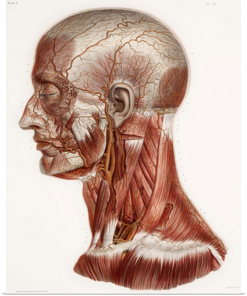Head and neck anatomy, historical artwork. 19th Century hand coloured lithographic print showing the arteries (red) and mu...