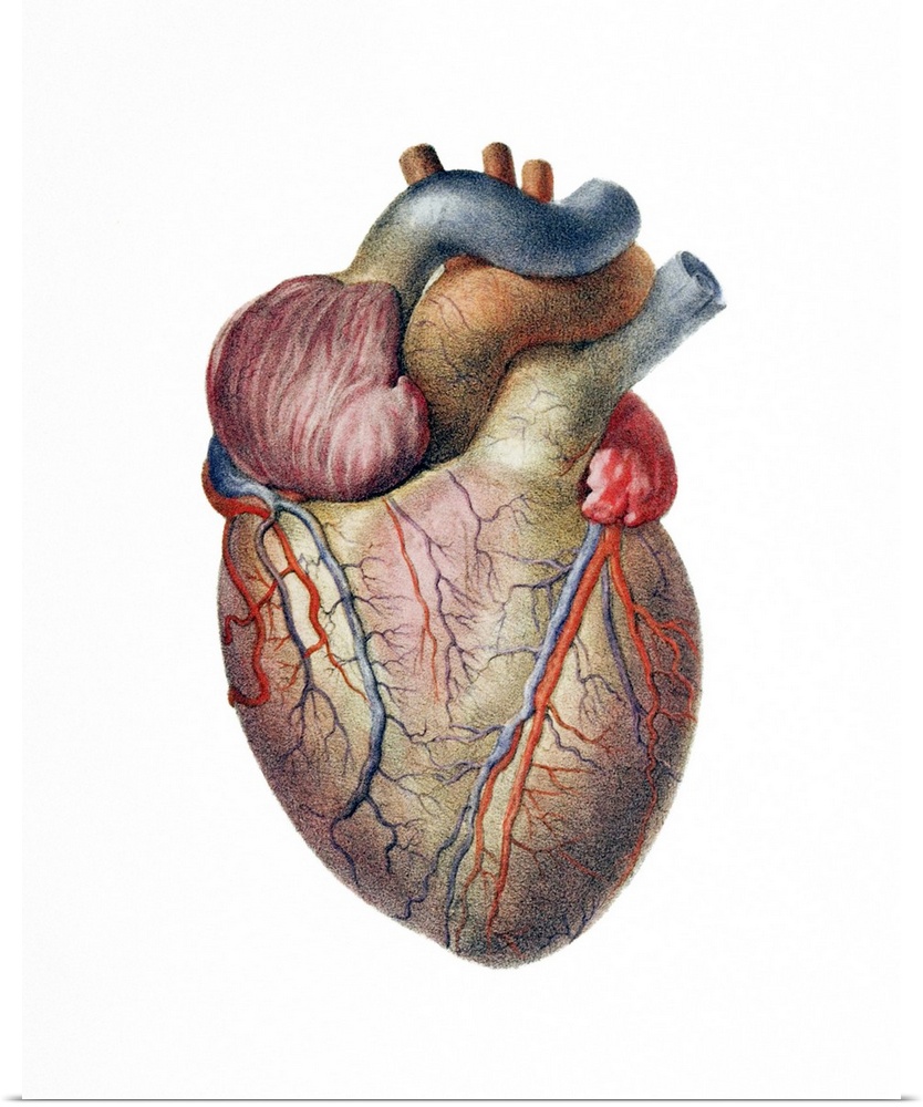 Heart. Historical anatomical artwork of the human heart, seen from the front. Coronary blood vessels are seen on the surfa...