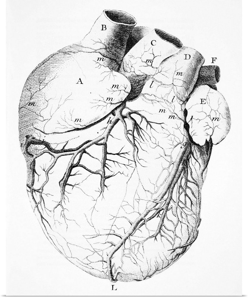 Heart anatomy. 18th-century artwork showing the anatomy of the heart, including its coronary arteries. This artwork is fro...