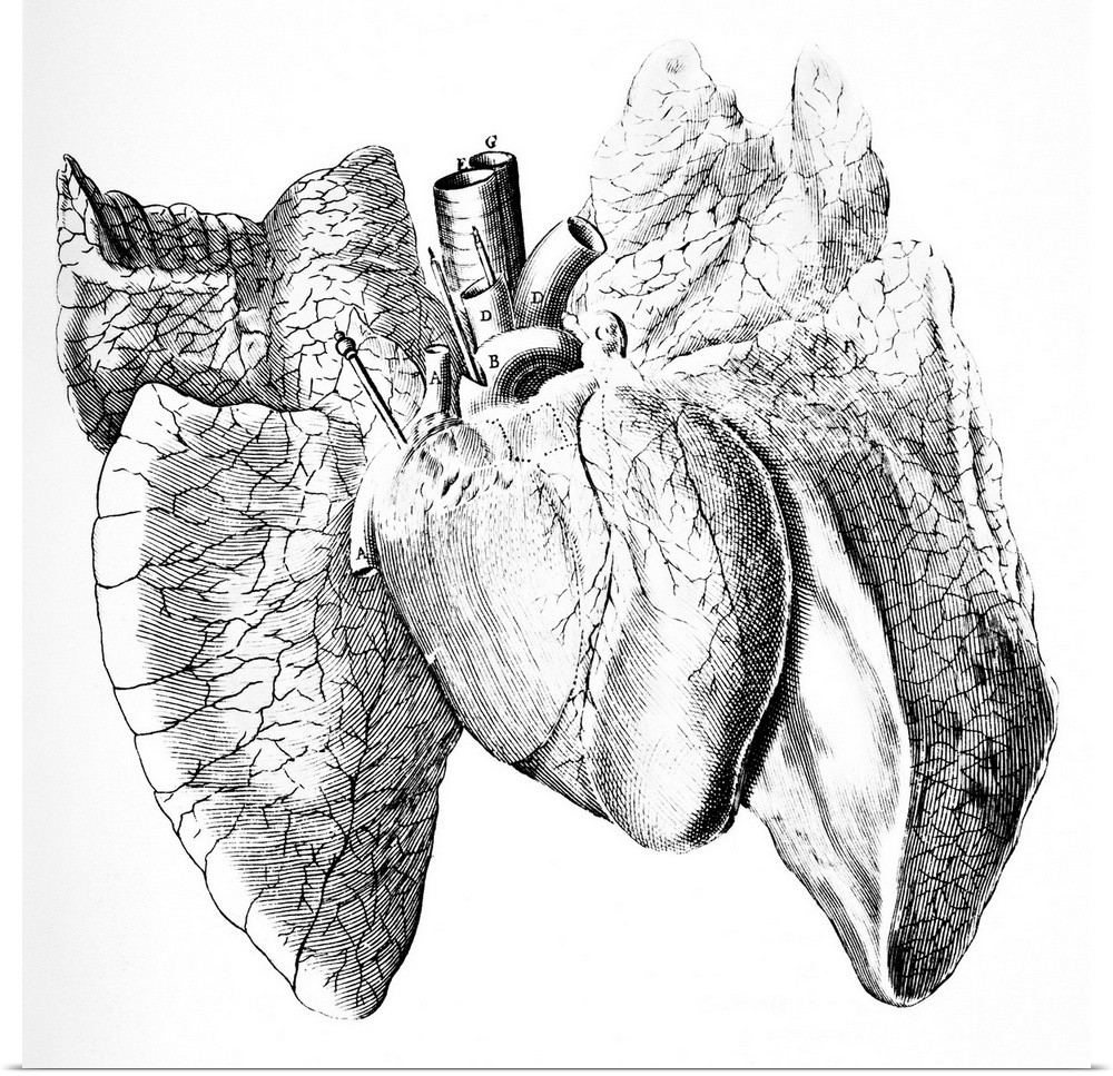 Heart and lung anatomy. 17th-century artwork showing the anatomical structure of the heart and lungs. This artwork is from...