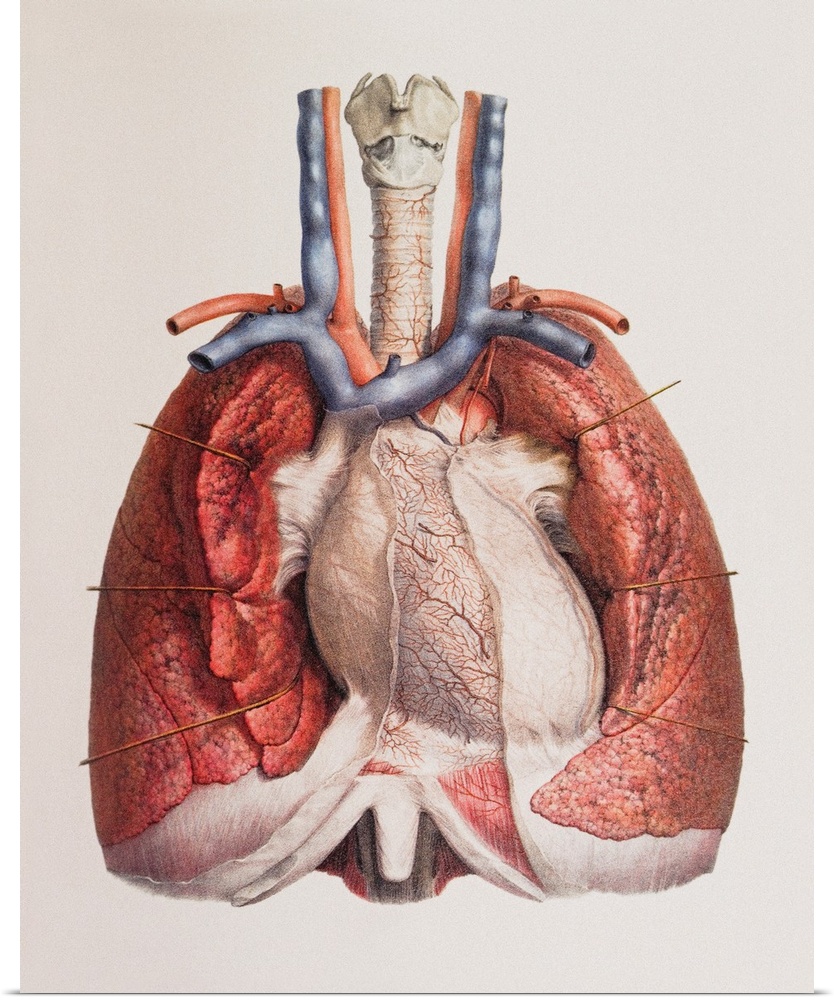 Heart and lungs. Historical anatomical artwork of the human heart and lungs, seen from the front. Dissection hooks have be...