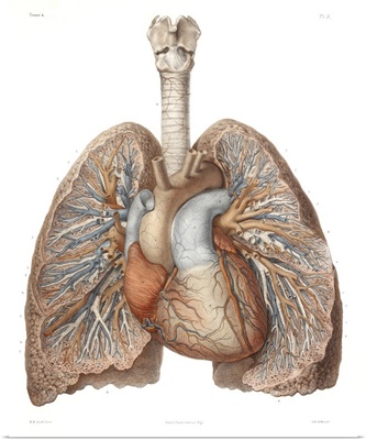 Heart And Lungs, Historical Illustration