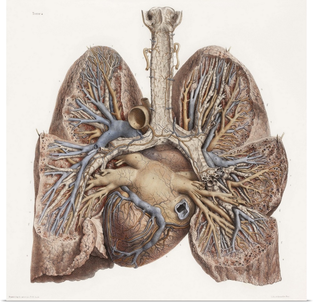 Heart and lungs, historical illustration. 19th Century hand coloured lithographic print showing the lungs (left and right)...