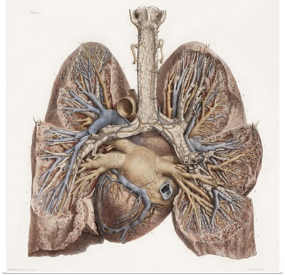 Heart and lungs, historical illustration