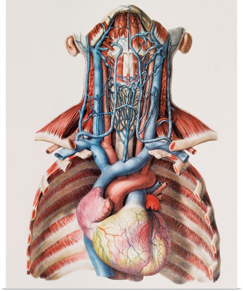 Heart and neck blood vessels. Historical anatomical artwork of the blood vessels of the human heart and neck. In this view...