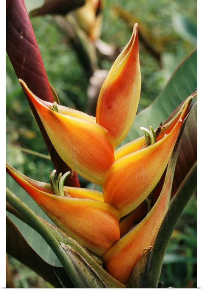 Heliconia flower. Heliconias are native to South American rainforests and cloud forests. This is a member of the bird-of-p...