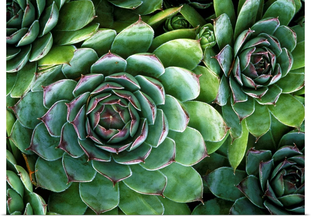 Hens and chicks plants. Succulent plants known as \hens and chicks\ (Sempervivum sp. ). These plants are hardy evergreens ...