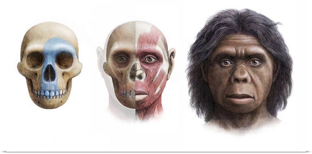 Homo floresiensis. Artist's impression of the skull, head and face of Homo floresiensis. The remains of this hominid were ...