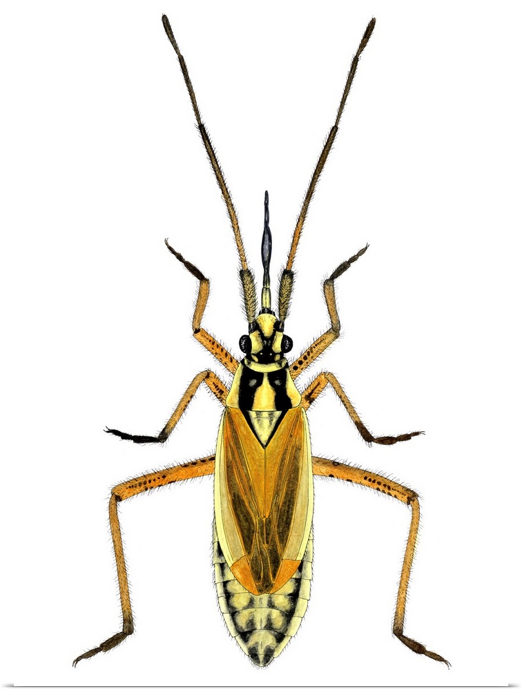 Female hop capsid bug (Calocoris fulvomaculatus), artwork. This predatory species of plant bug measures between 5.8-7.0mm....