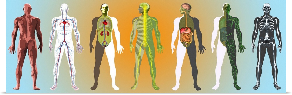 Human anatomy. Computer artwork showing, from left to right, the human musculature, cardiovascular system, renal system, c...