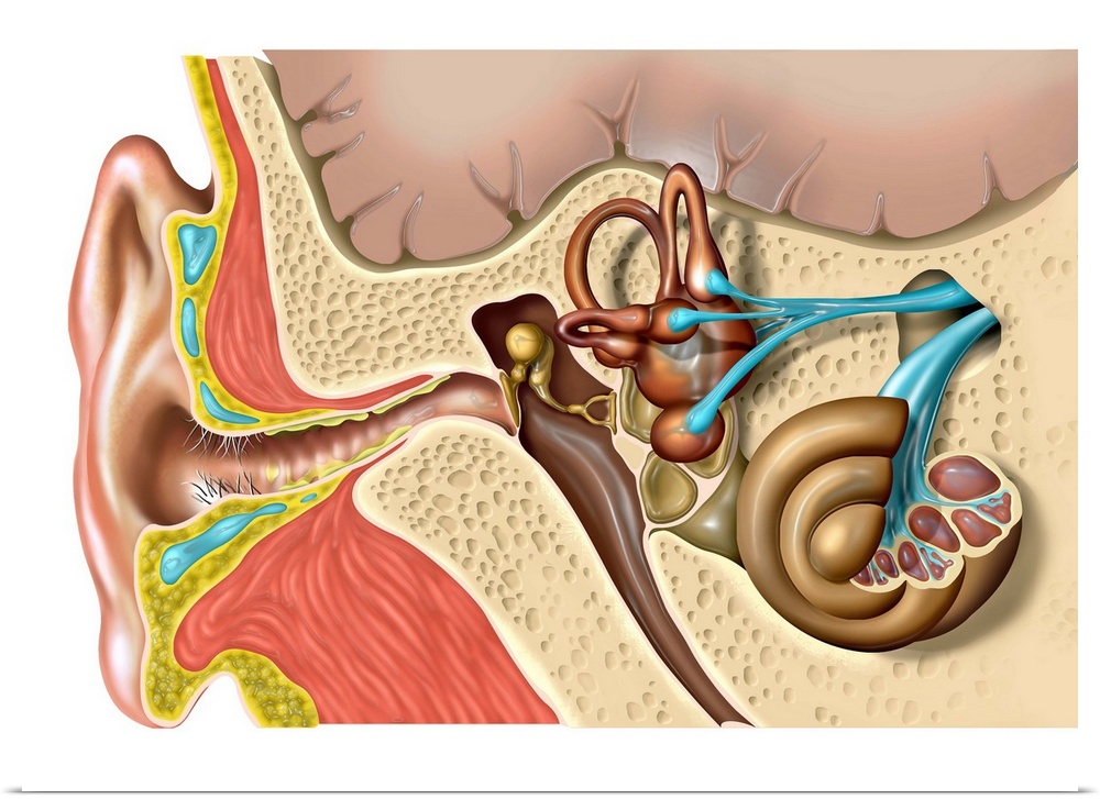 Human ear anatomy. Computer artwork of the structure of the human ear, showing the outer ear (left), middle ear and inner ...