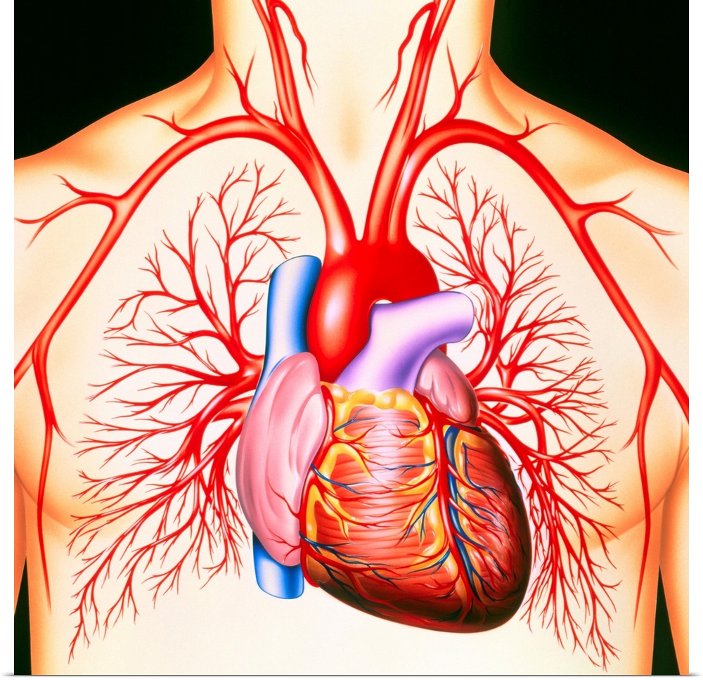 Human heart. Artwork of a healthy human heart and its associated blood vessels. The heart is supplied with blood by a netw...
