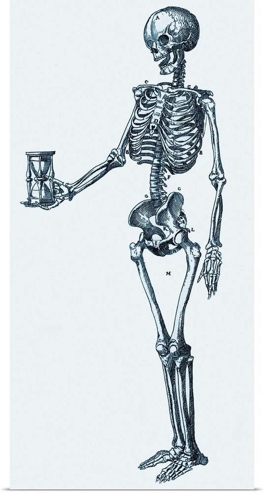 Human skeleton. Historical artwork of a human skeleton holding an hourglass. The 206 bones of the skeleton provide protect...