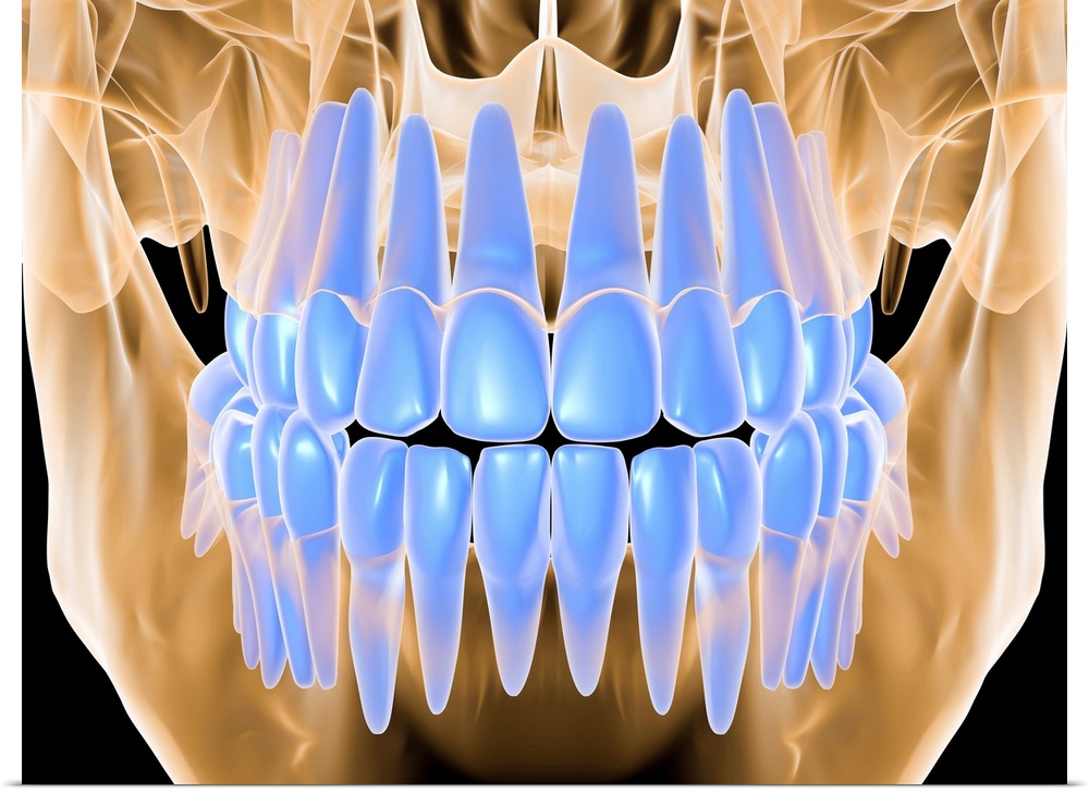 Close up x-ray view of a closed mouth. This image highlights the teeth in the jaw with no surrounding tissue or muscle.