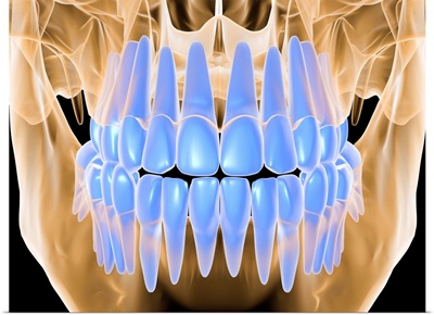 Human skull with teeth, computer artwork