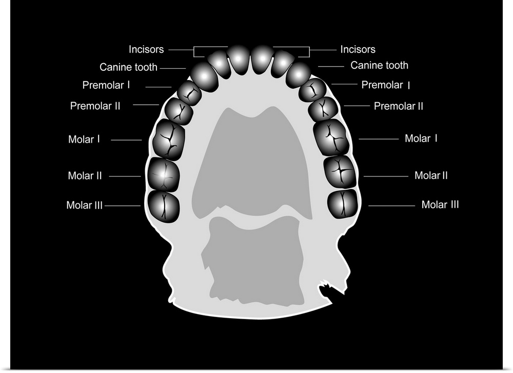 Human tooth anatomy. Diagram showing the anatomical layout of human teeth within the jaw. The same set of teeth are seen o...