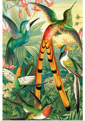 Hummingbirds, historical artwork