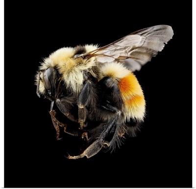 Hunt's Bumblebee