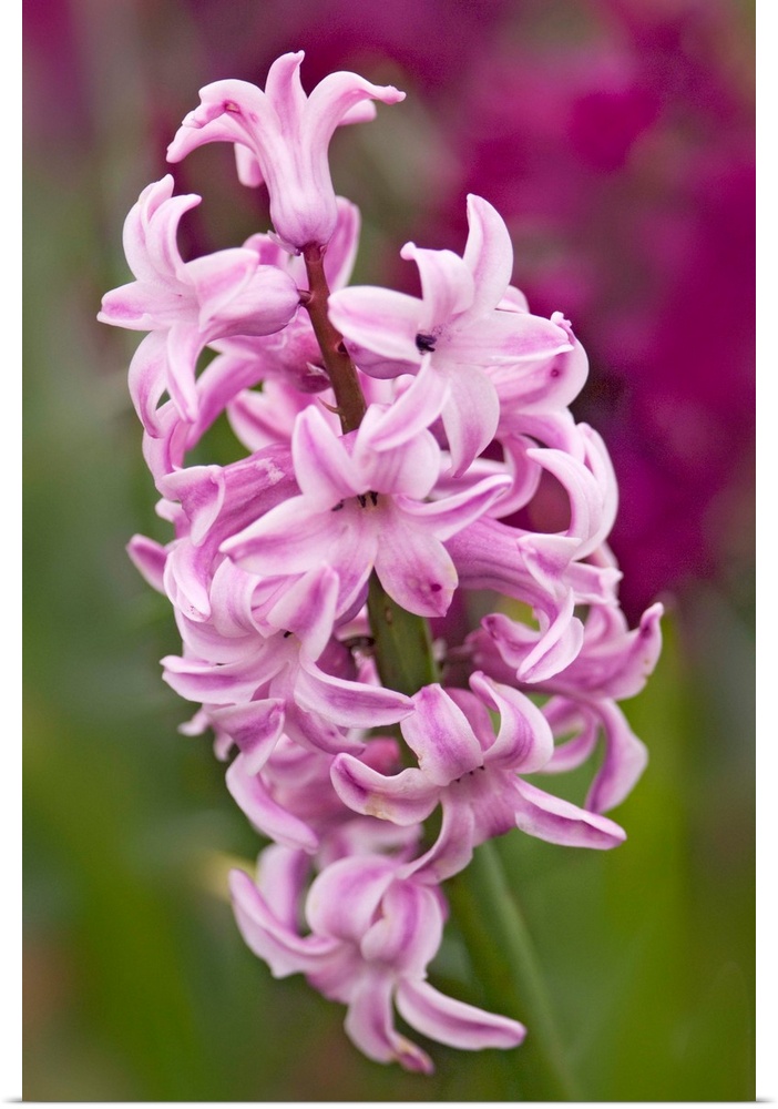 Hyacinth (Hyacinthus orientalis hybrid) flower. Photographed in Maryland, USA.