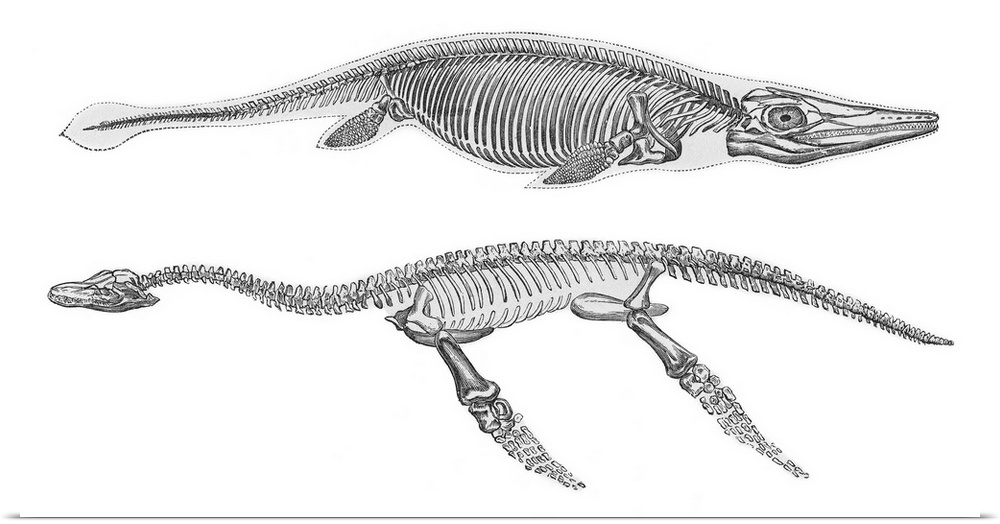 Ichthyosaurus (top) and Pleisiosaurus (bottom) skeletons, 19th century artwork. Artwork from the 1886 ninth edition of Mos...