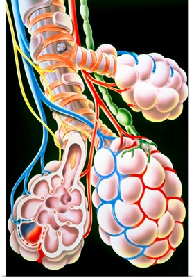 Illustration of lung bronchioles and alveoli