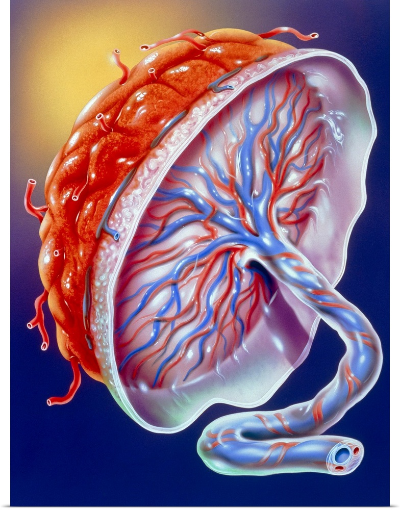 Illustration of the human placenta. The placenta is an organ that develops in the female uterus during pregnancy. Through ...
