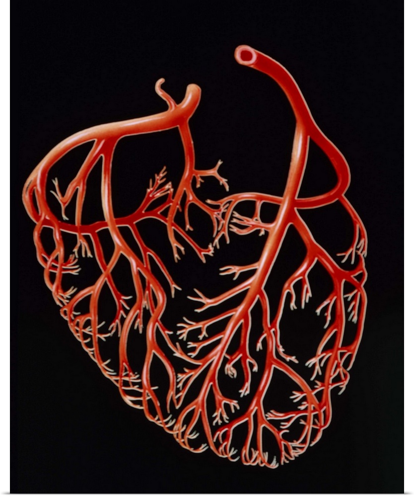 Illustration of the major branches of the human coronary arteries, the network of blood vessels which encloses and supplie...