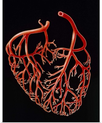 Illustration showing the major coronary arteries