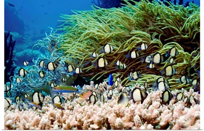 Indian dascyllus damselfish over coral