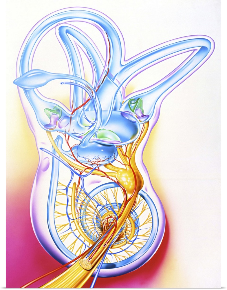 Inner ear. Artwork of a healthy human inner ear, the fluid-filled passages of the membranous labyr- inth associated with h...