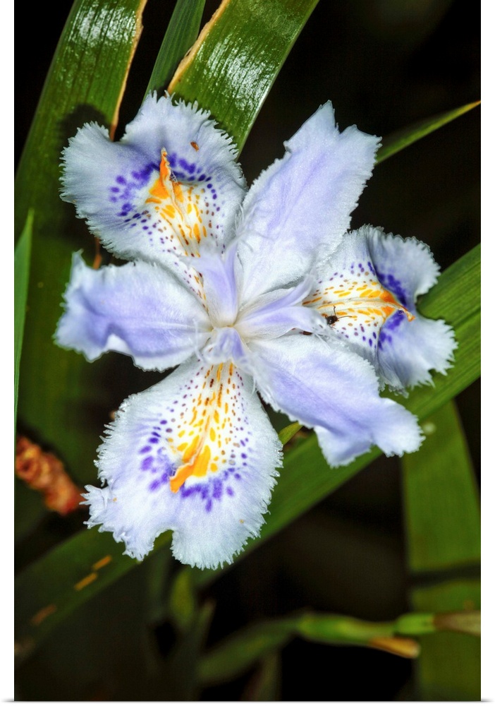 Iris flowers (Iris japonica).