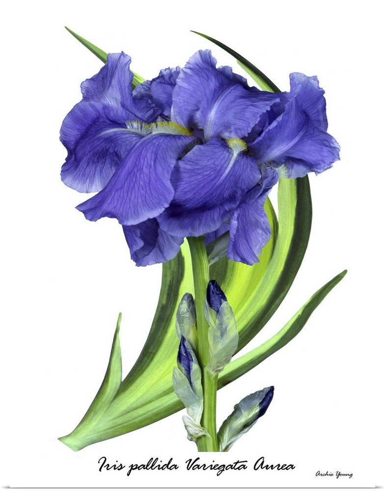 Botanical illustration of Iris pallida 'Aurea Variegata'.